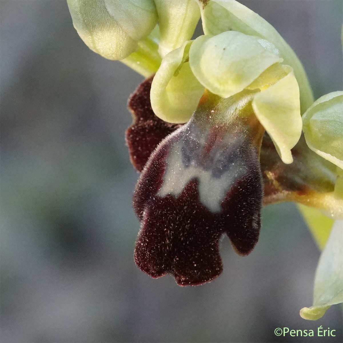 Ophrys brun - Ophrys fusca