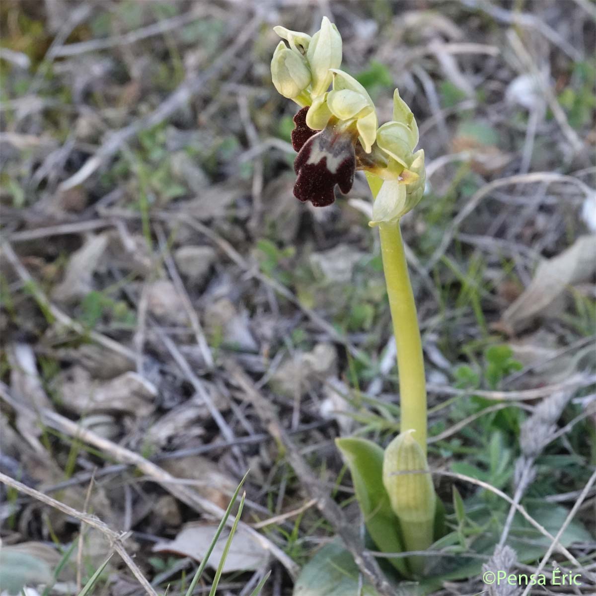 Ophrys brun - Ophrys fusca