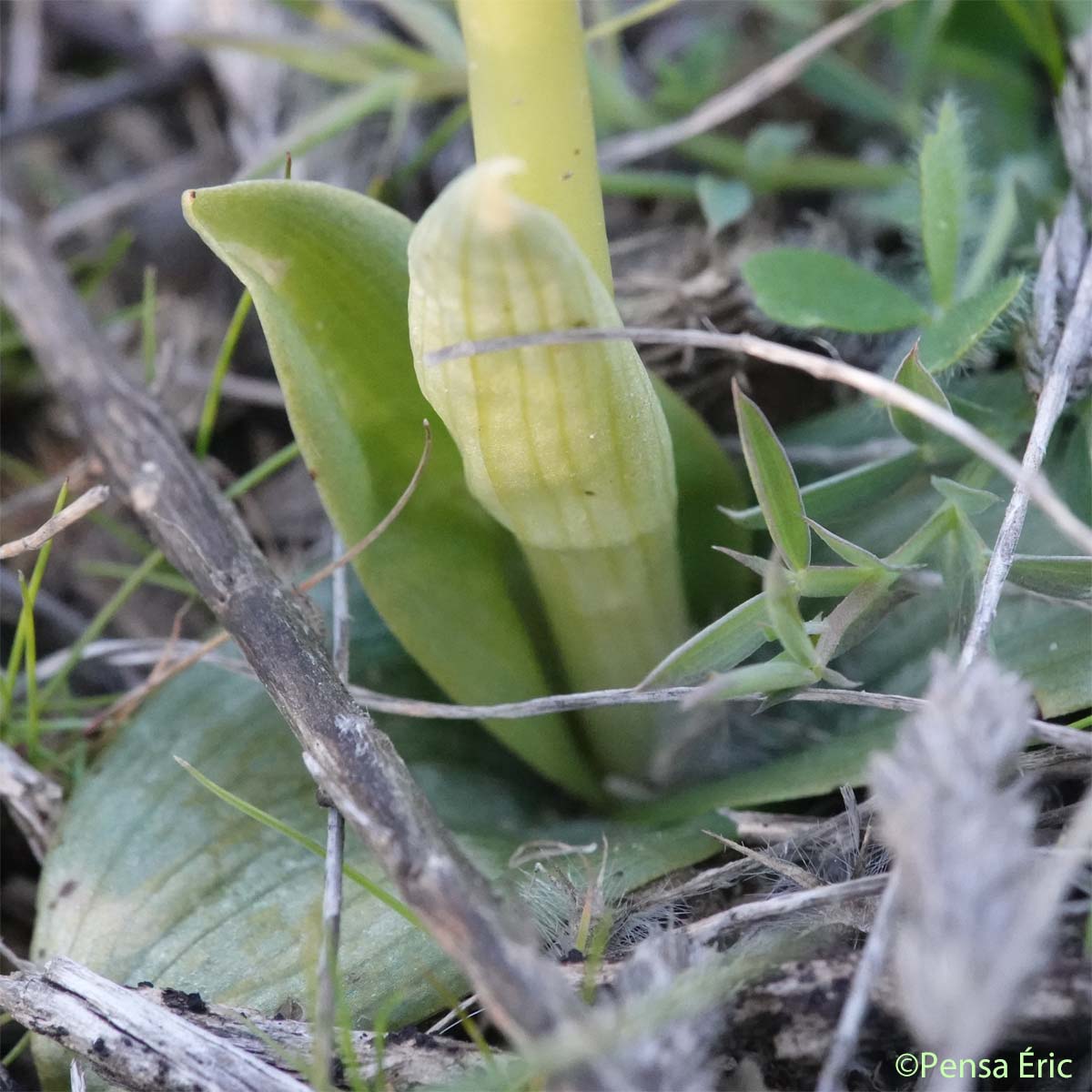 Ophrys brun - Ophrys fusca