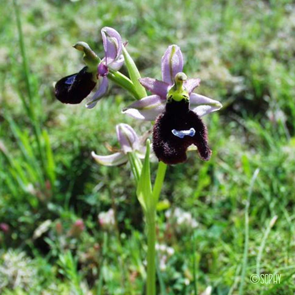 Ophrys de Bertoloni - Ophrys bertolonii subsp. bertolonii