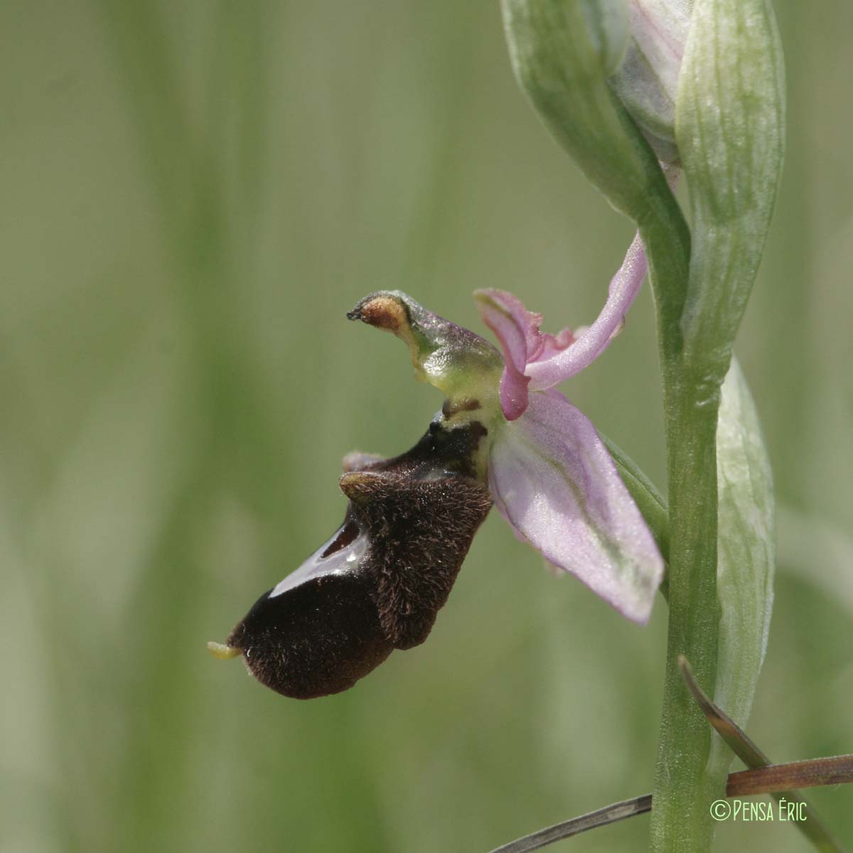 Ophrys de la Drôme - Ophrys saratoi