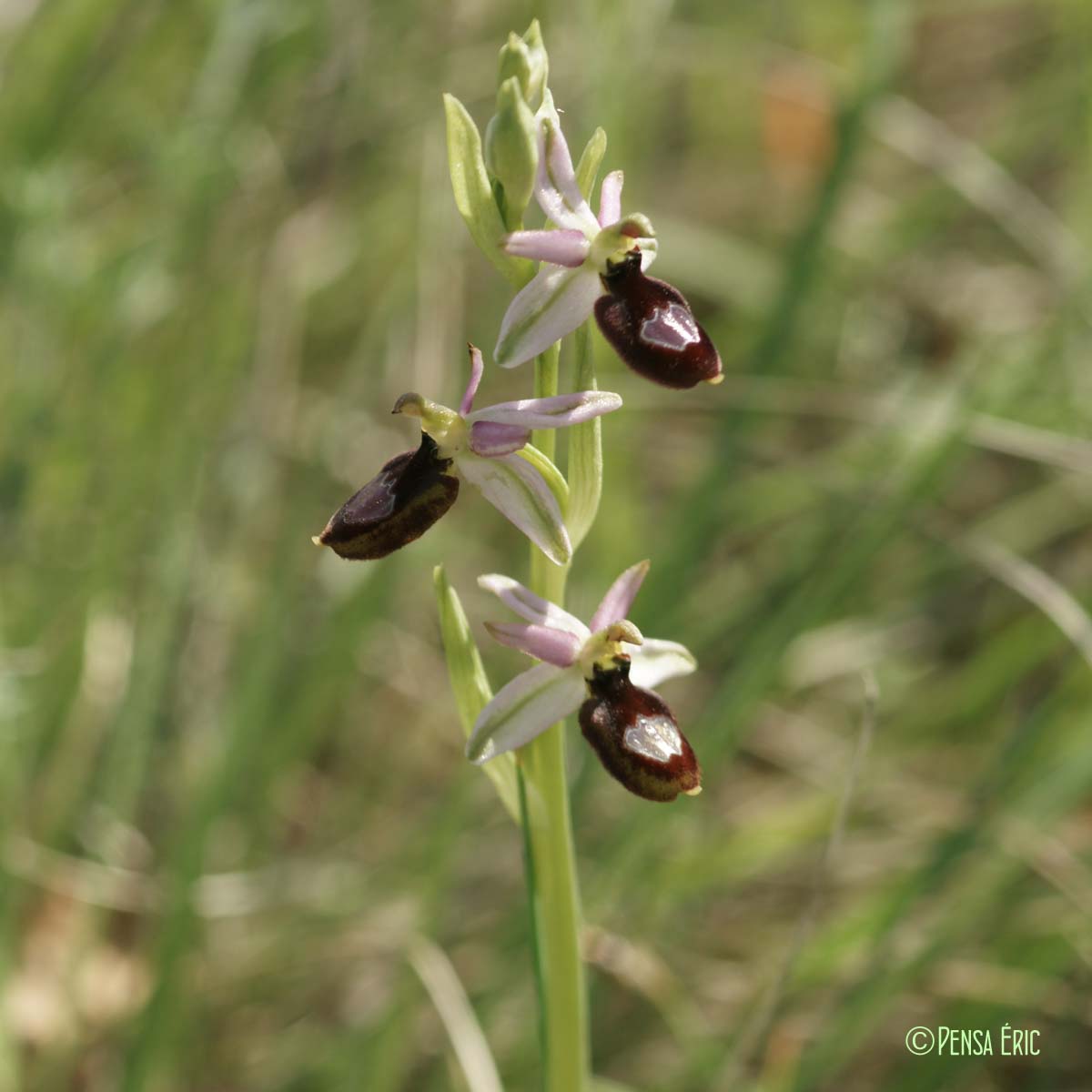 Ophrys de la Drôme - Ophrys saratoi