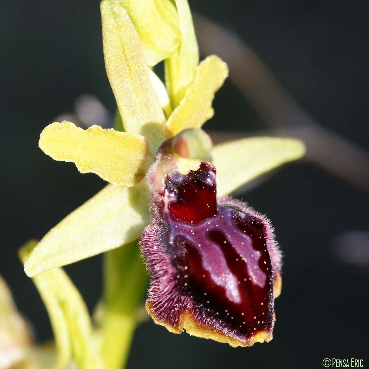 Ophrys de Provence - Ophrys provincialis