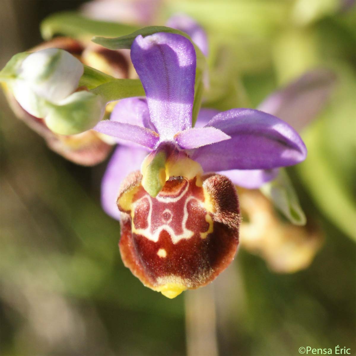 Ophrys fausse bécasse - Ophrys vetula