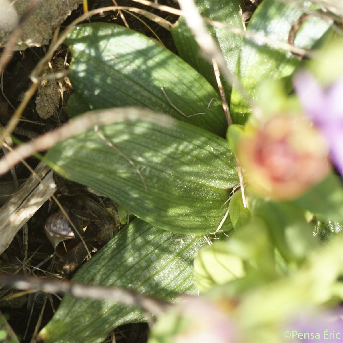 Ophrys fausse bécasse - Ophrys scolopax subsp. vetula