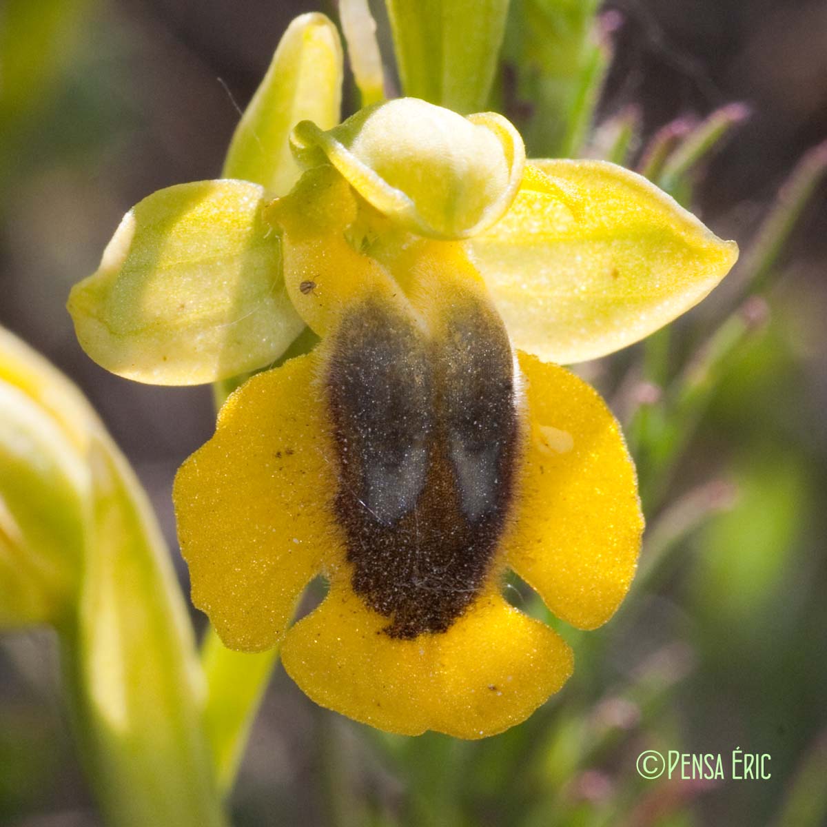 Ophrys jaune - Ophrys lutea