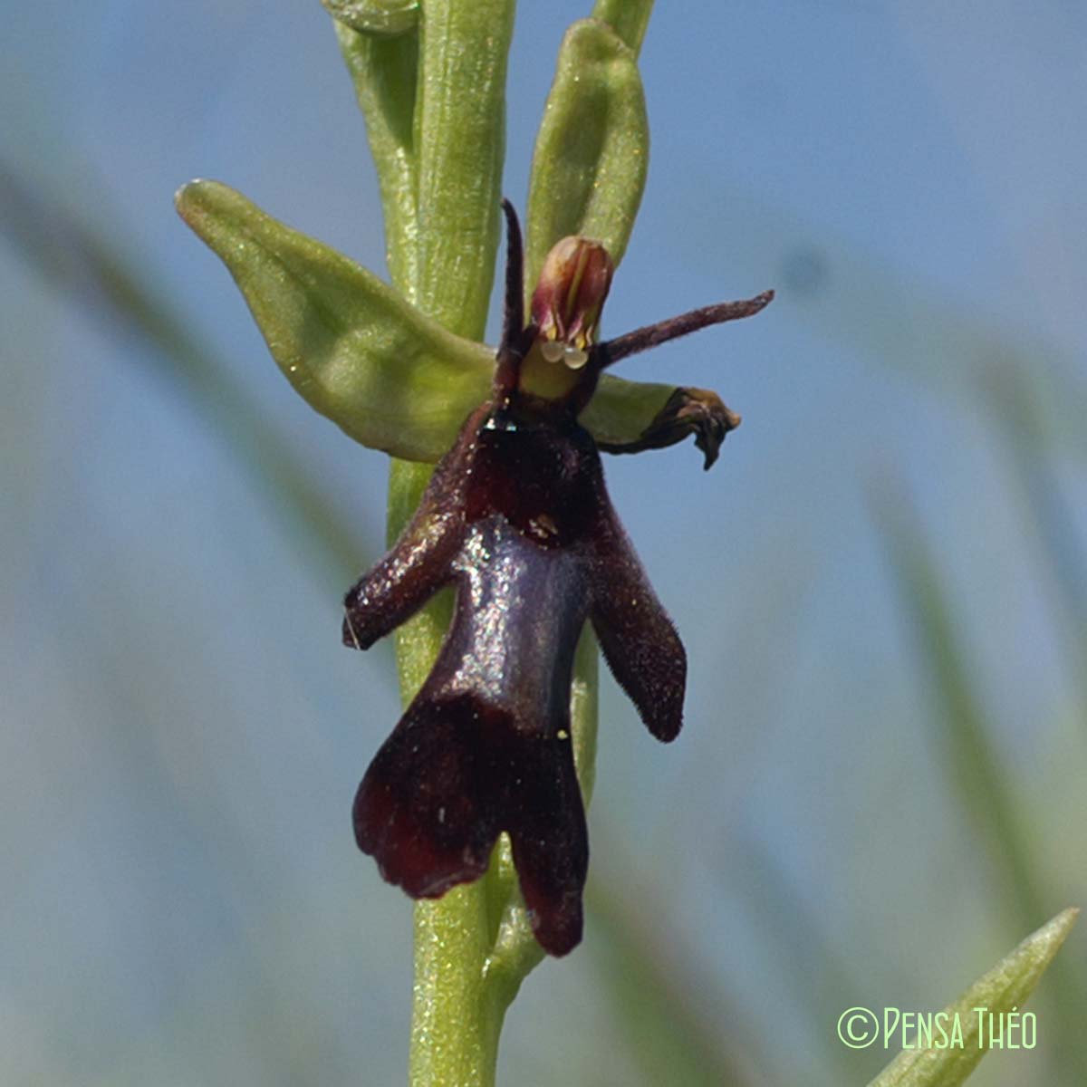 Ophrys mouche - Ophrys insectifera