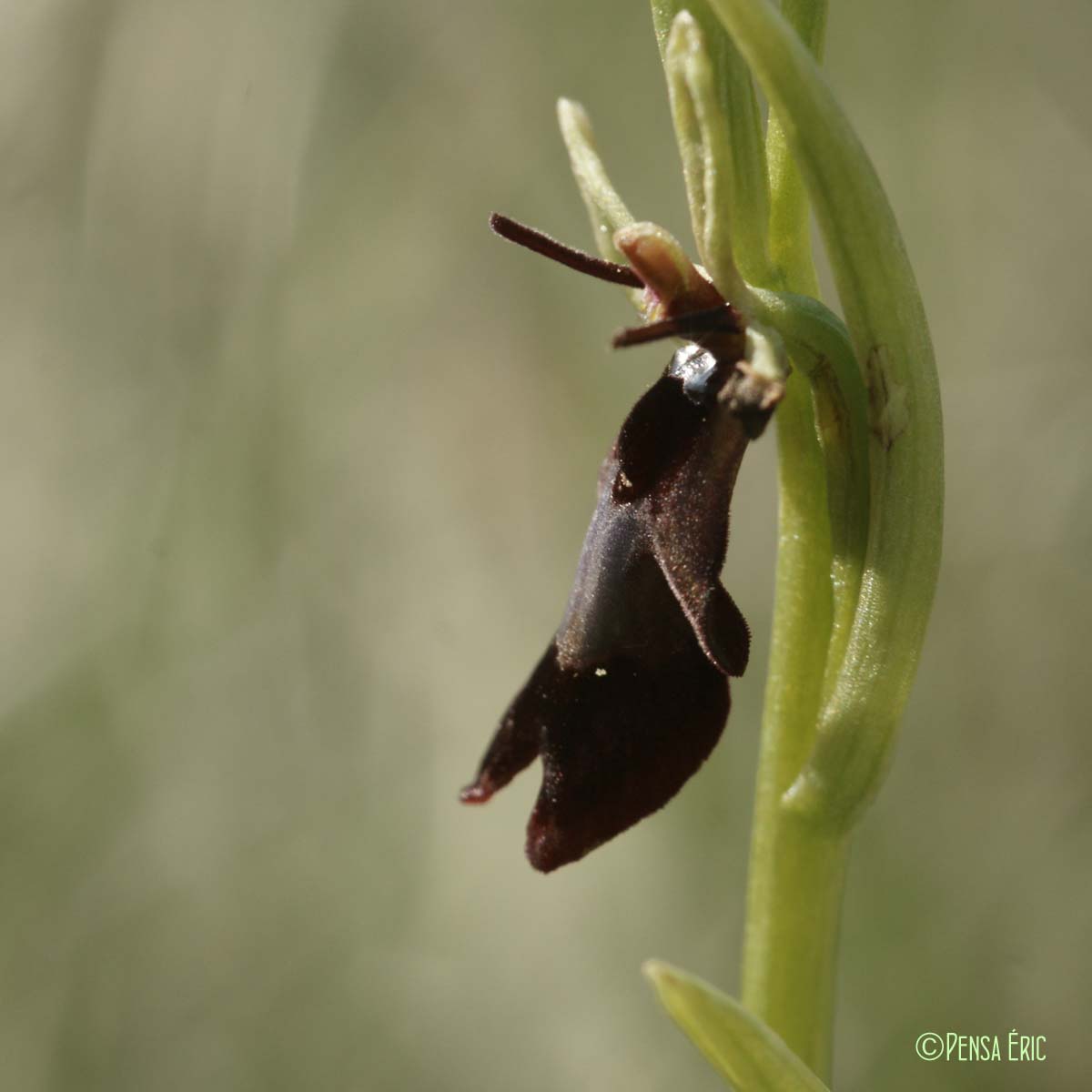 Ophrys mouche - Ophrys insectifera