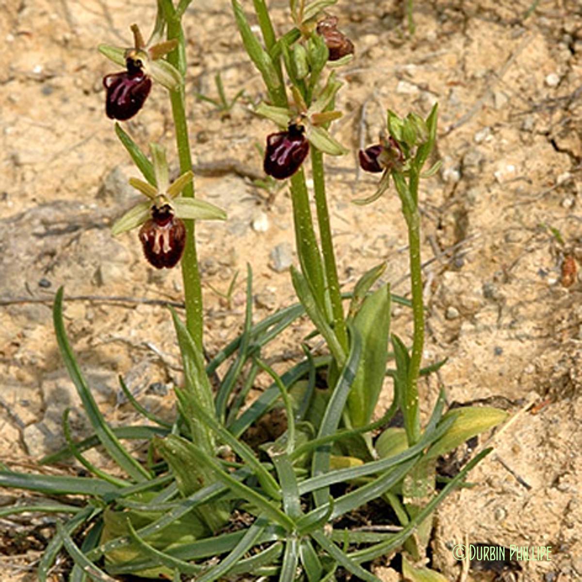 Ophrys noirâtre - Ophrys incubacea