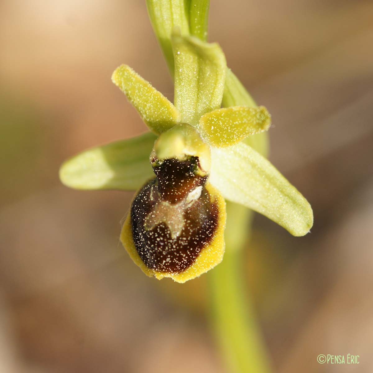 Ophrys verdissant - Ophrys virescens