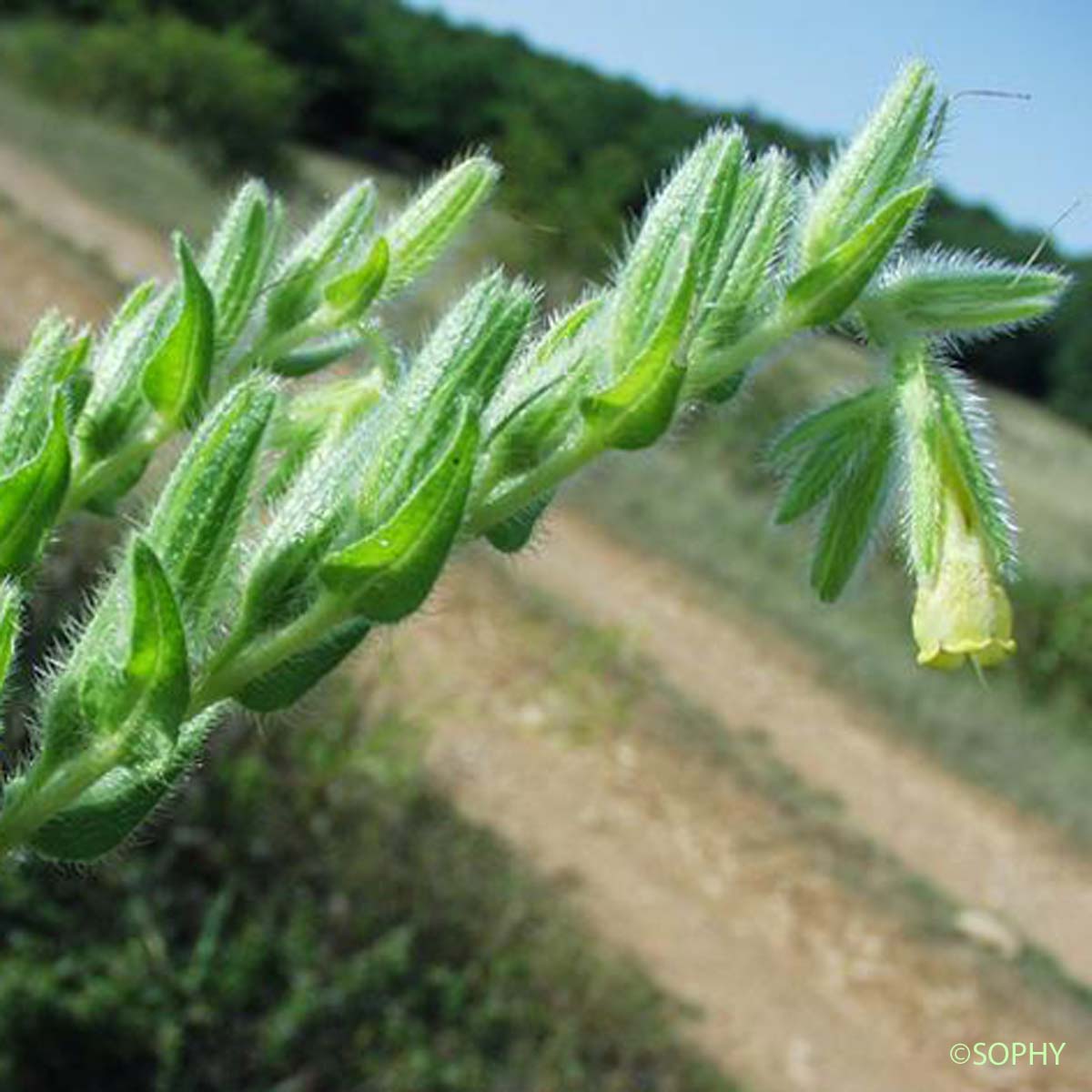 Orcanette fastigiée - Onosma tricerosperma subsp. fastigiata