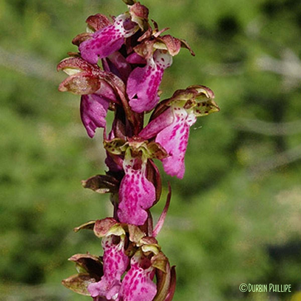 Orchis à corne courte - Orchis spitzelii