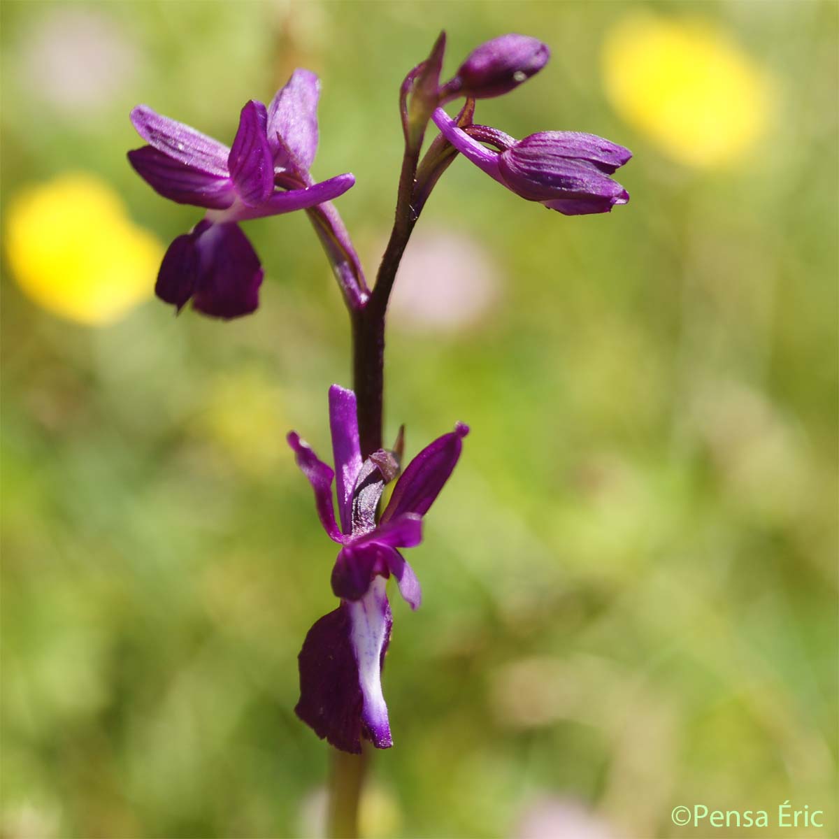 Orchis à fleurs lâches - Anacamptis laxiflora