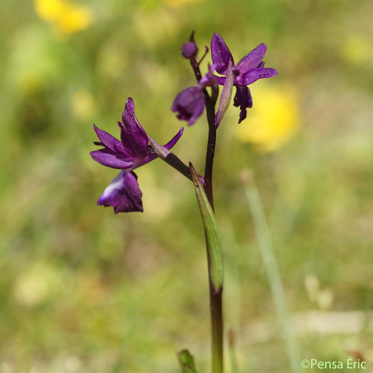 Orchis à fleurs lâches - Anacamptis laxiflora