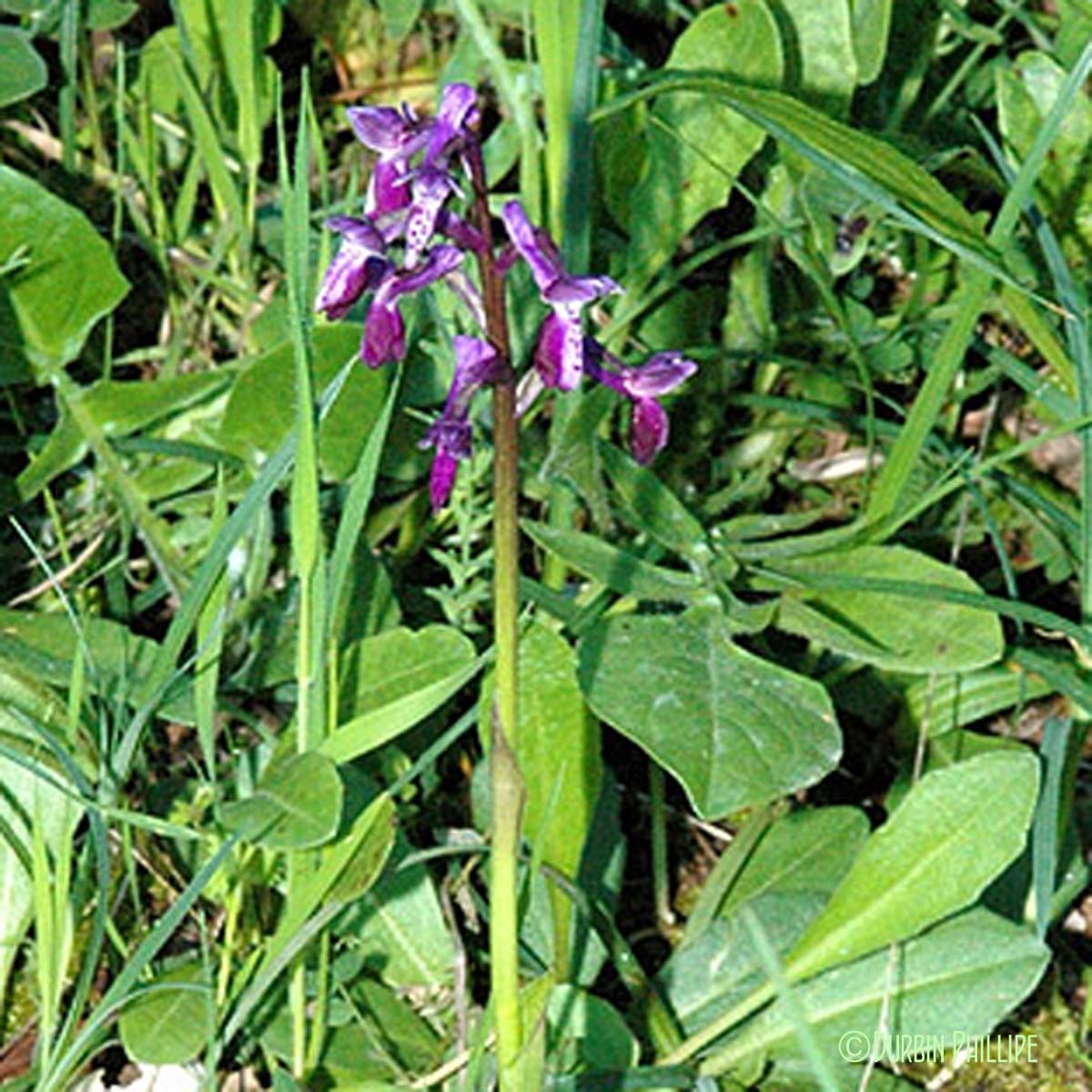 Orchis à long éperon - Anacamptis morio subsp. longicornu