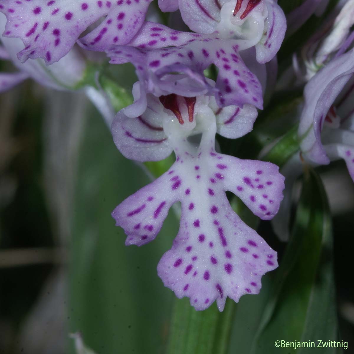 Orchis à trois dents - Neotinea tridentata