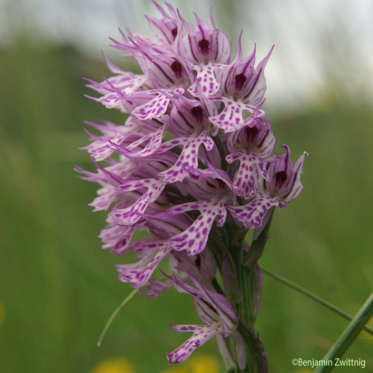 Orchis à trois dents - Neotinea tridentata