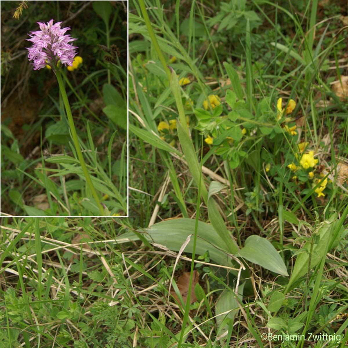 Orchis à trois dents - Neotinea tridentata