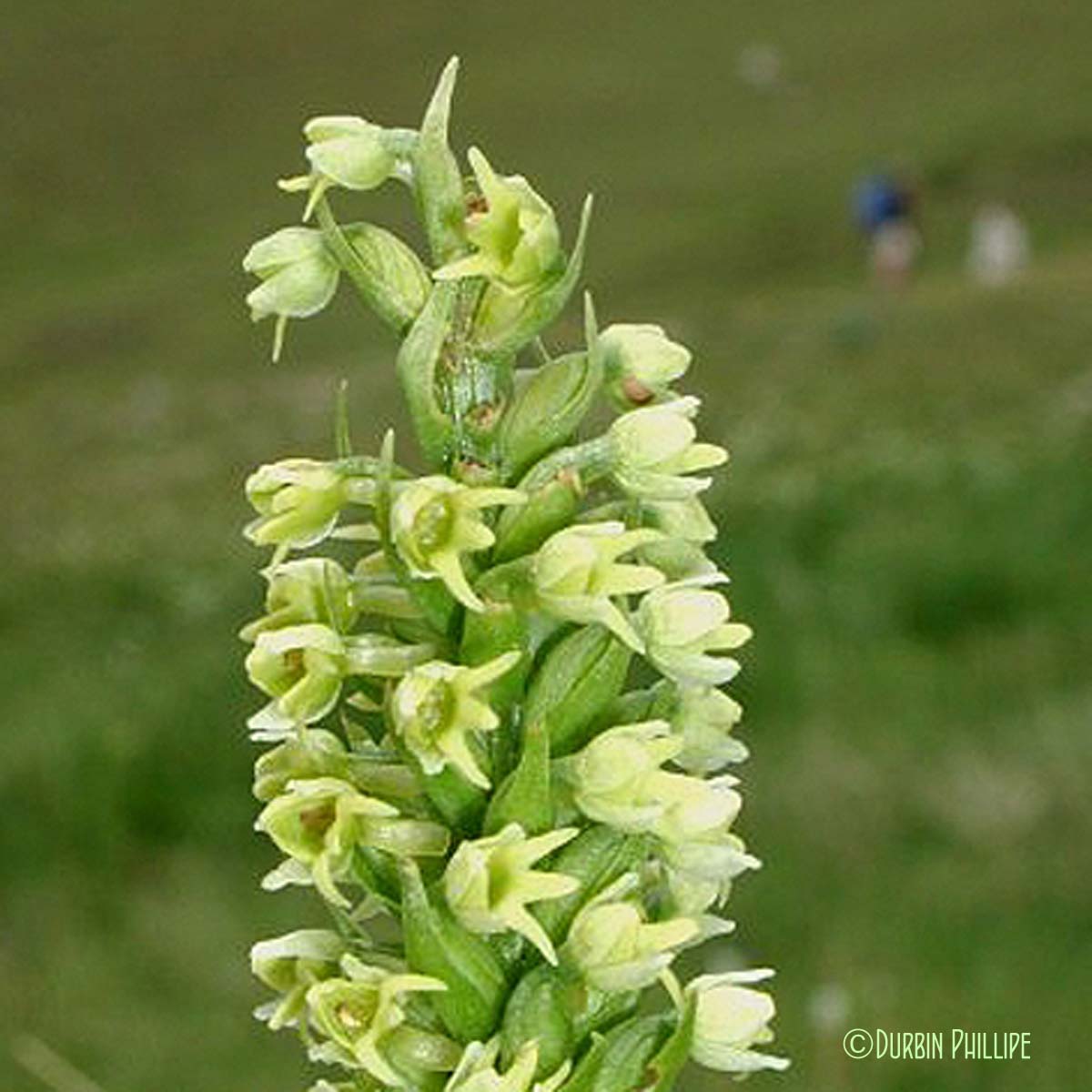 Orchis blanchâtre - Pseudorchis albida subsp. albida