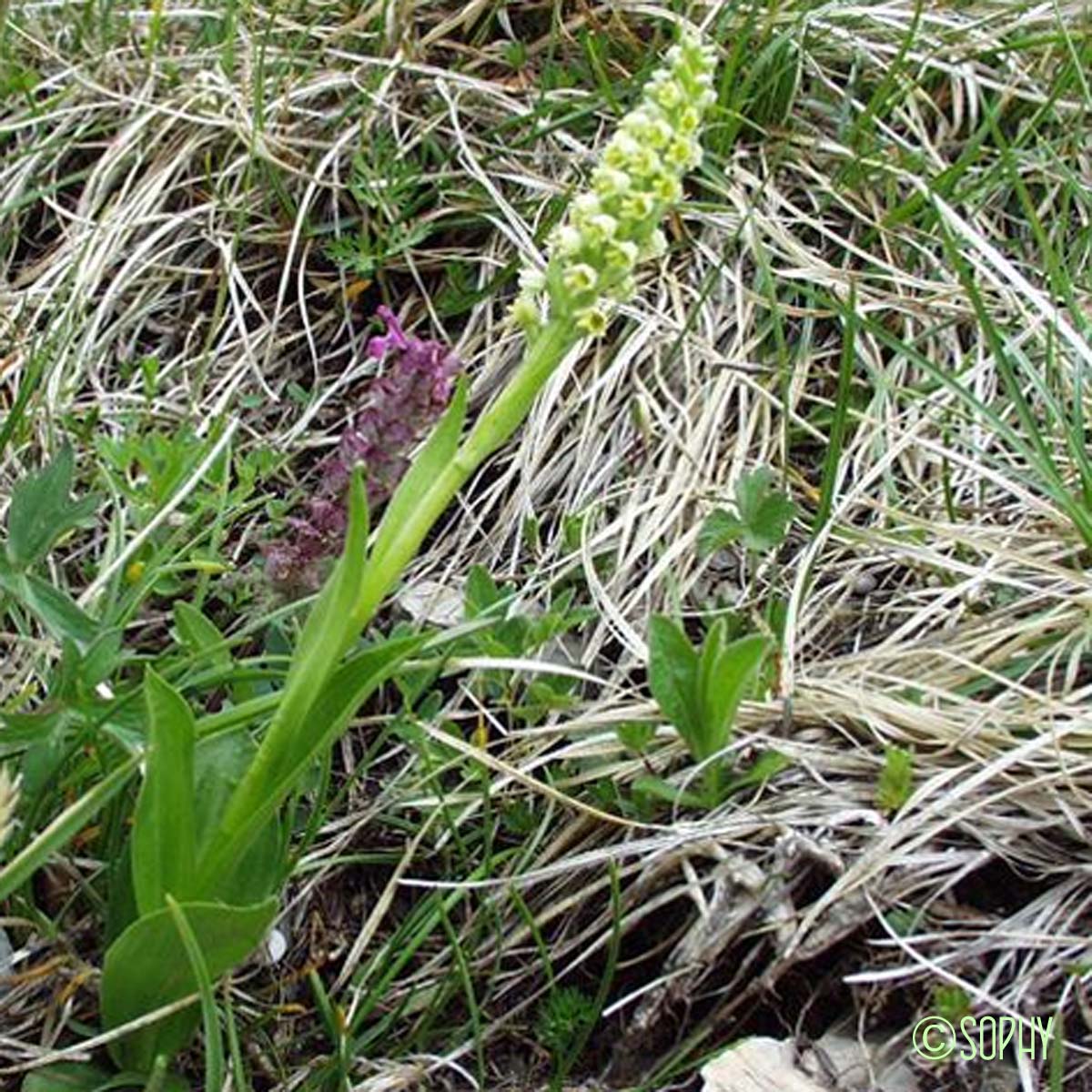 Orchis blanchâtre - Pseudorchis albida subsp. albida