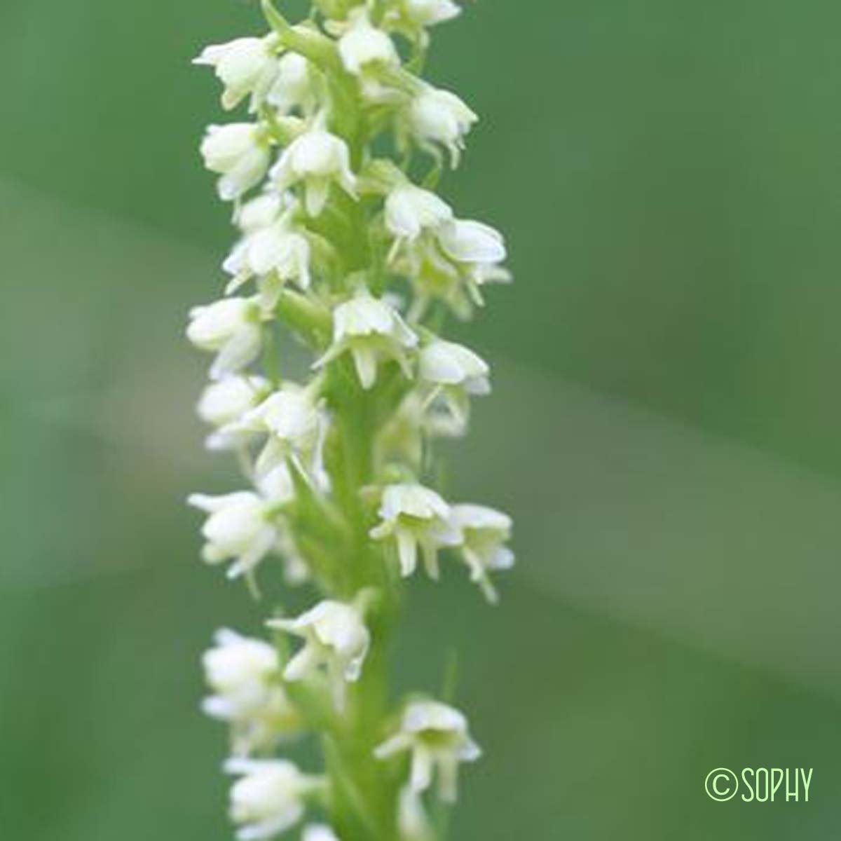 Orchis blanchâtre - Pseudorchis albida