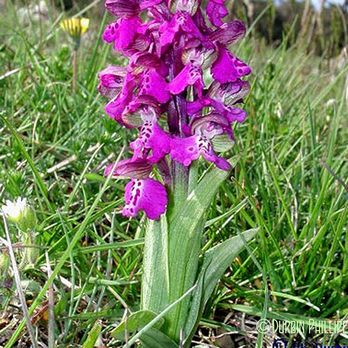 Orchis bouffon - Anacamptis morio subsp. morio