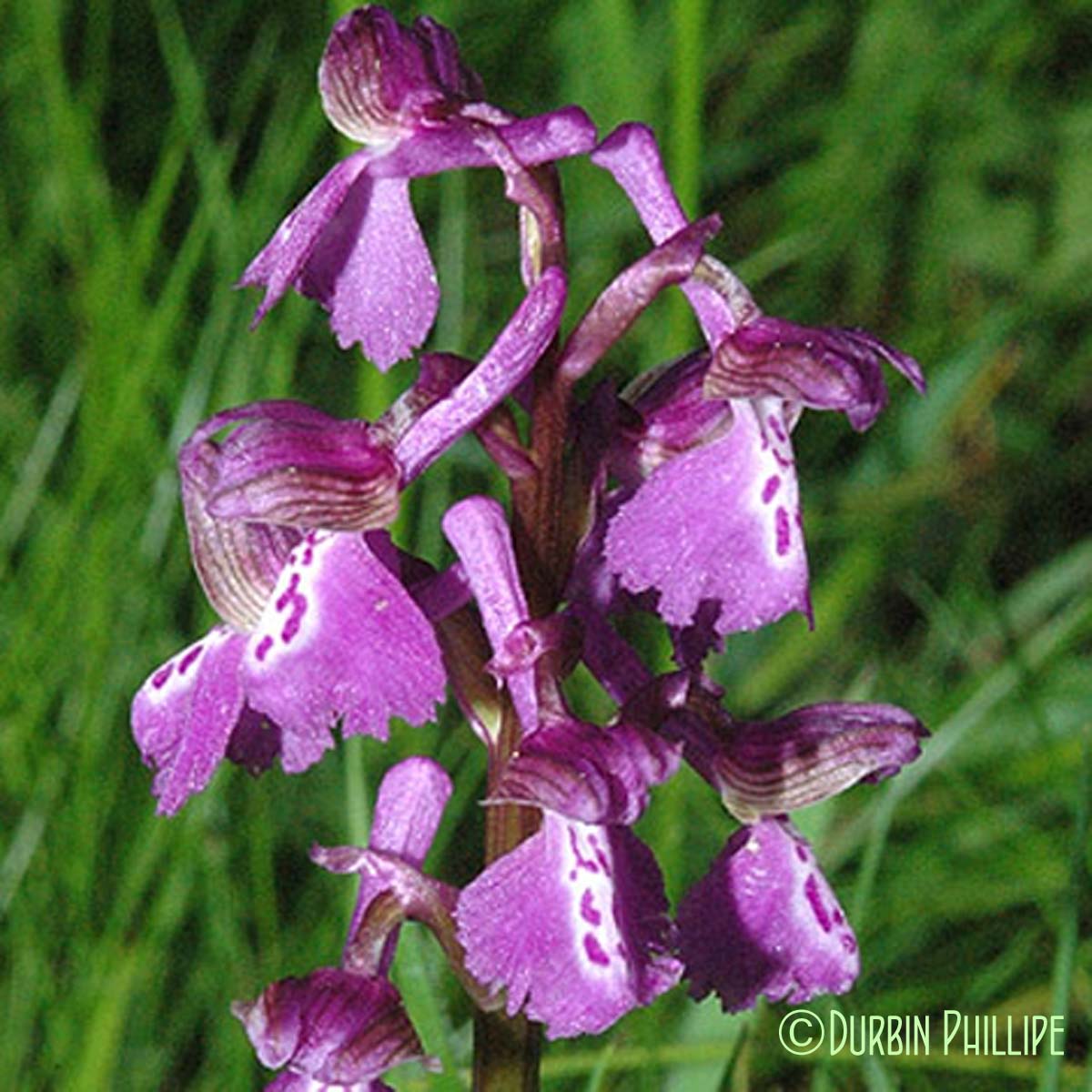 Orchis bouffon - Anacamptis morio subsp. morio