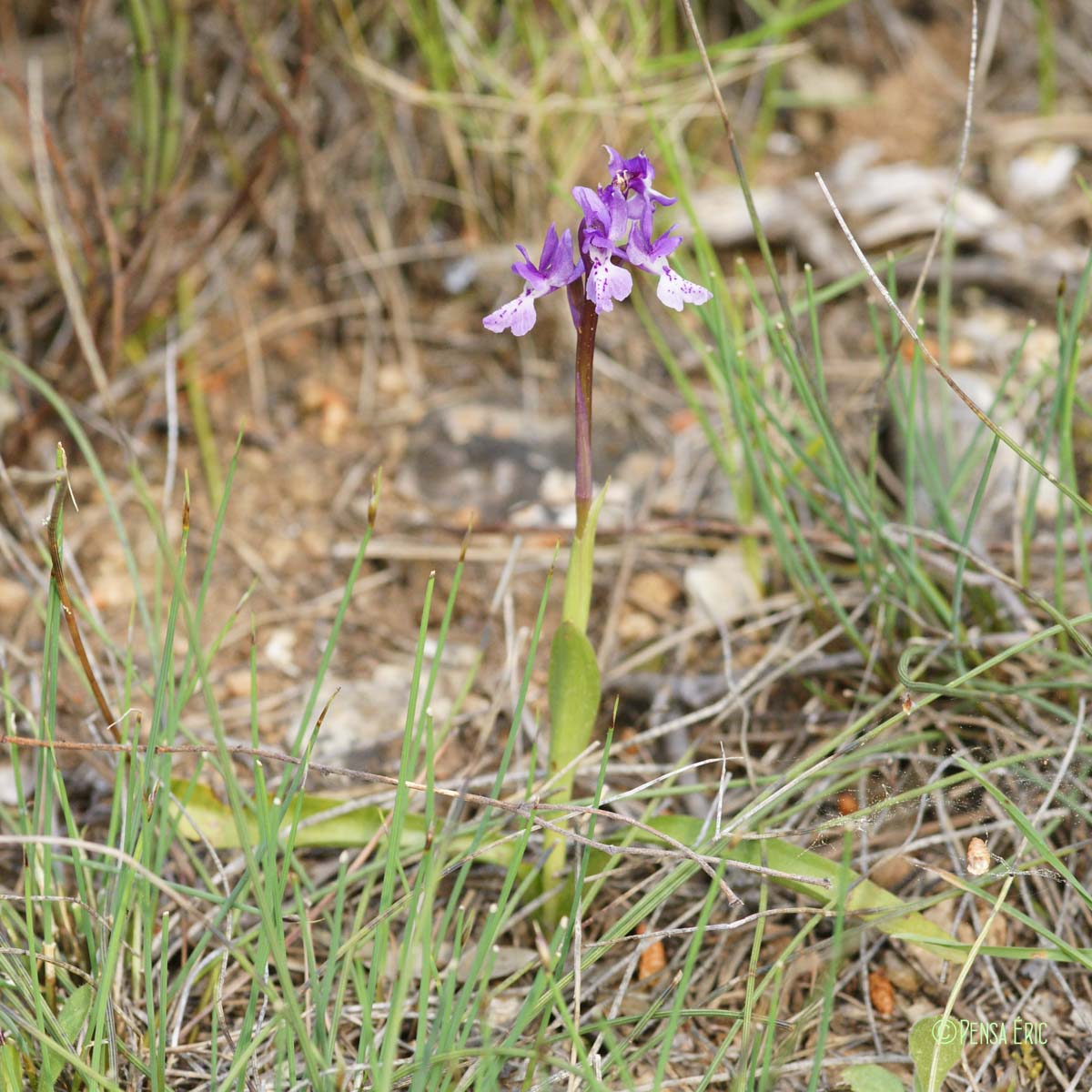 Orchis d'Hyères - Orchis olbiensis