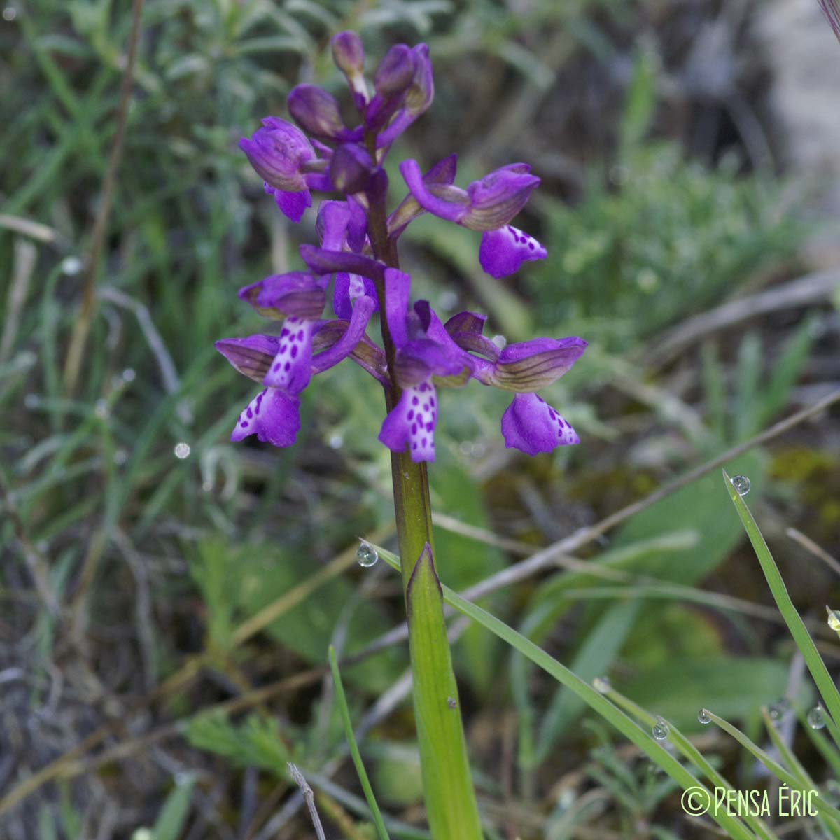 Orchis d'Hyères - Orchis olbiensis