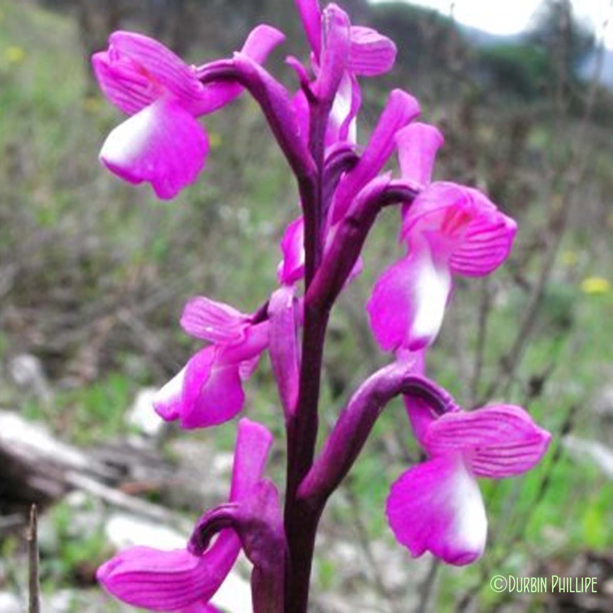 Orchis de Champagneux - Anacamptis morio subsp. champagneuxii