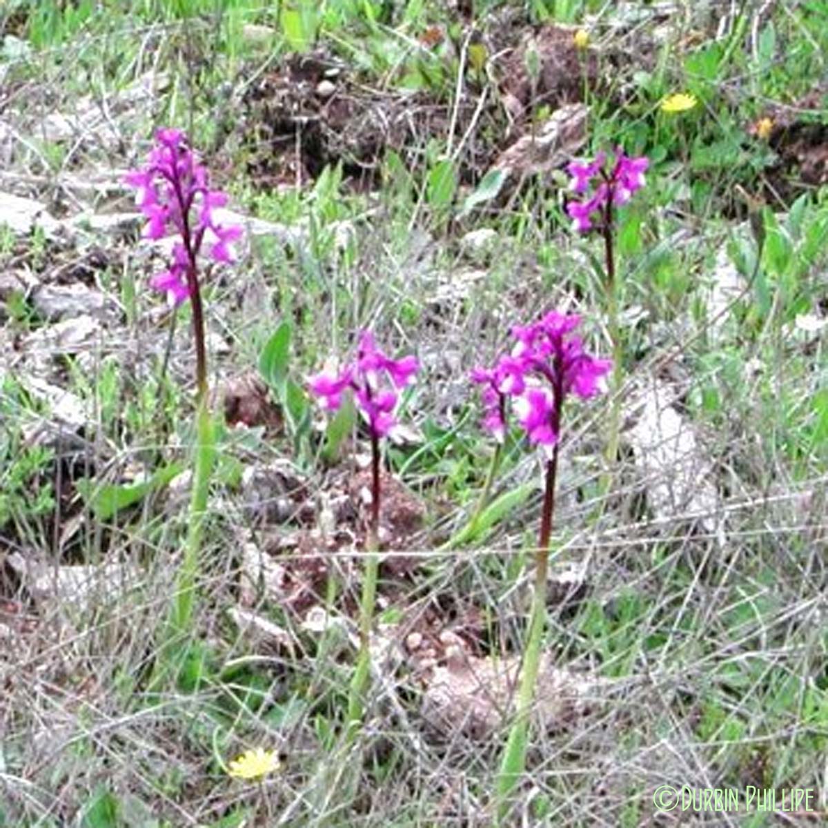 Orchis de Champagneux - Anacamptis morio subsp. champagneuxii