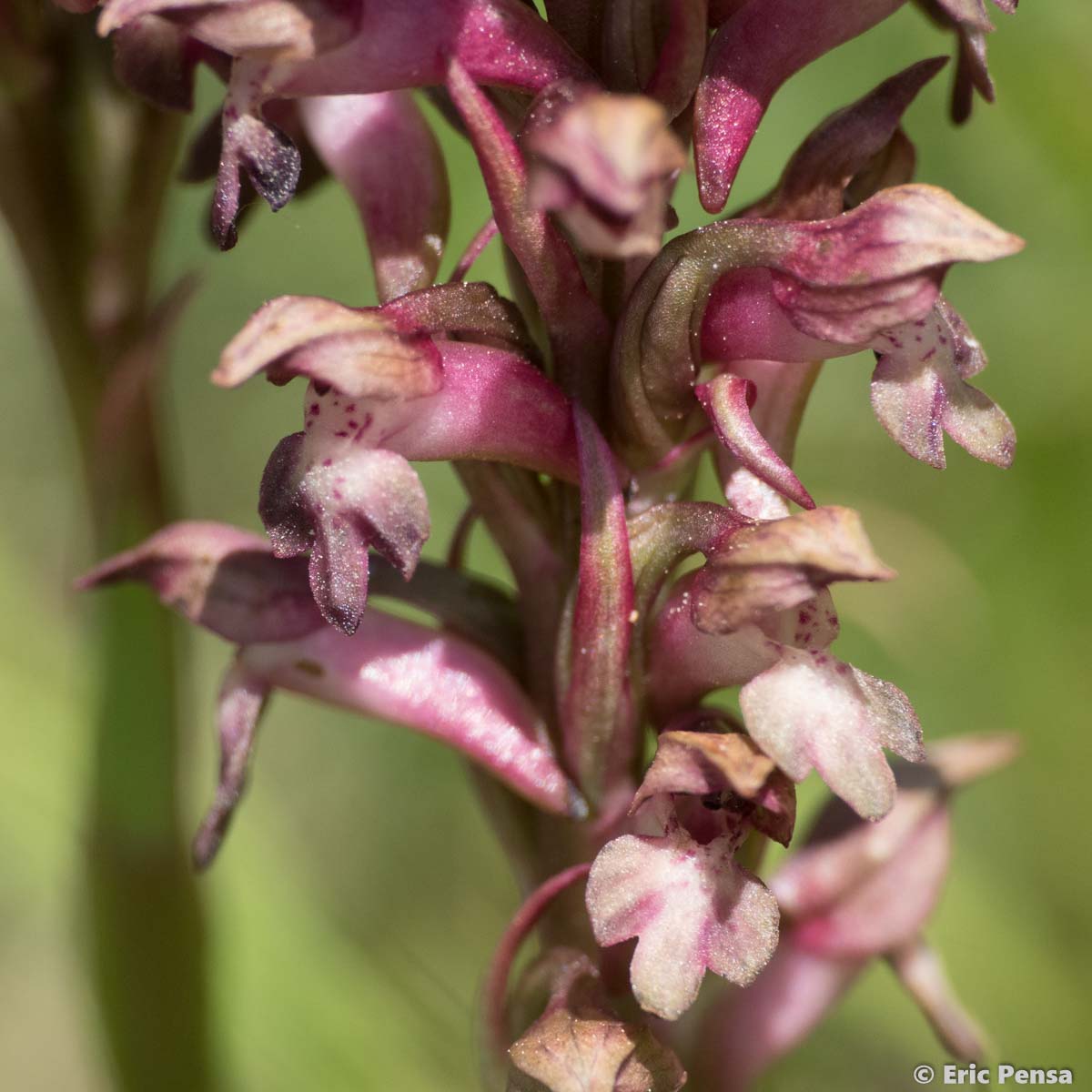 Orchis de Martrin-Donos - Anacamptis coriophora subsp. martrinii