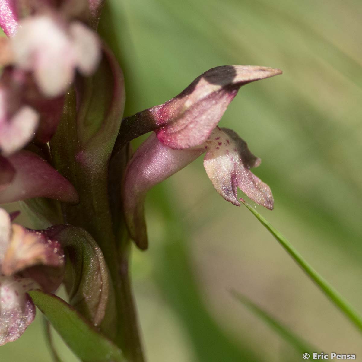 Orchis de Martrin-Donos - Anacamptis coriophora subsp. martrinii