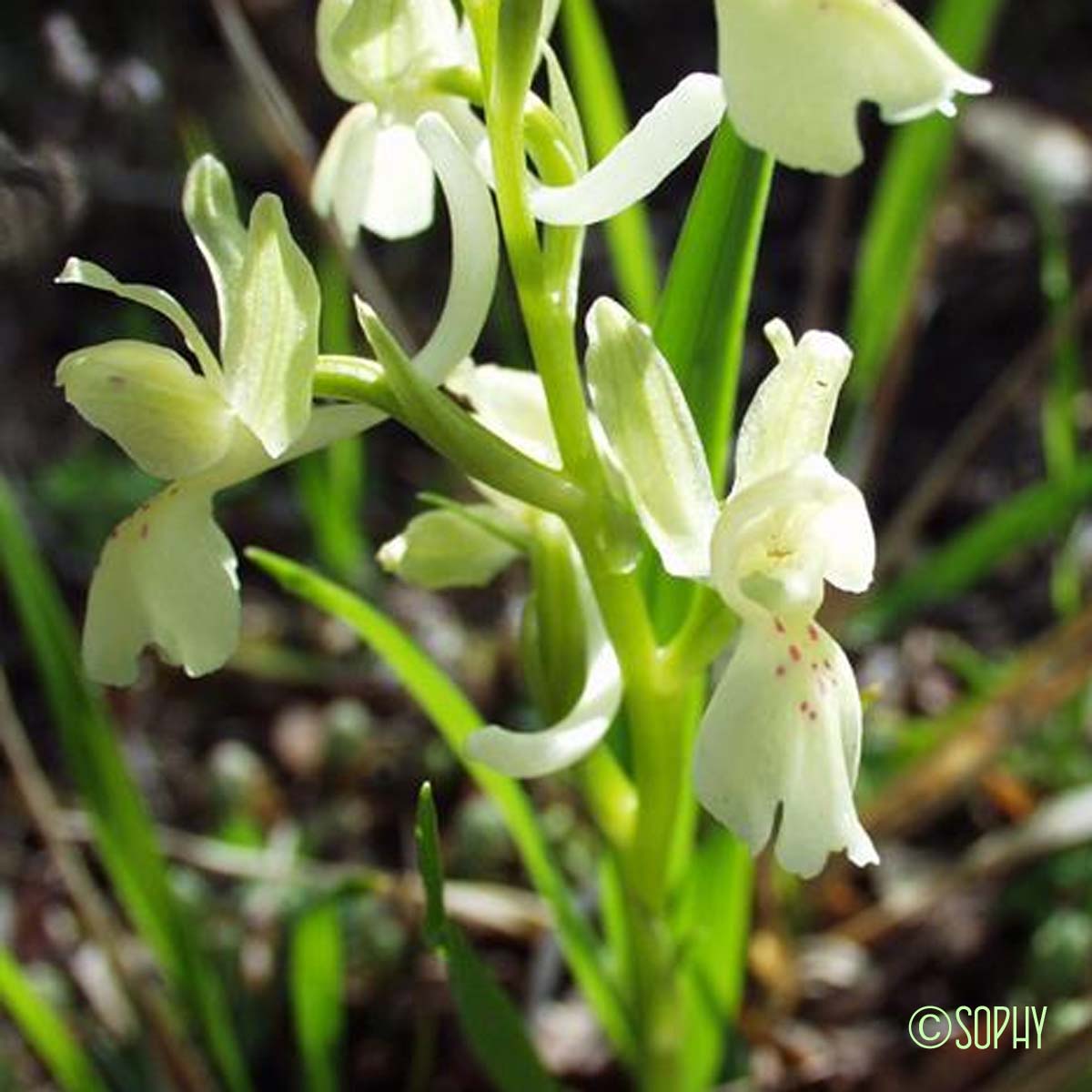 Orchis de Provence - Orchis provincialis