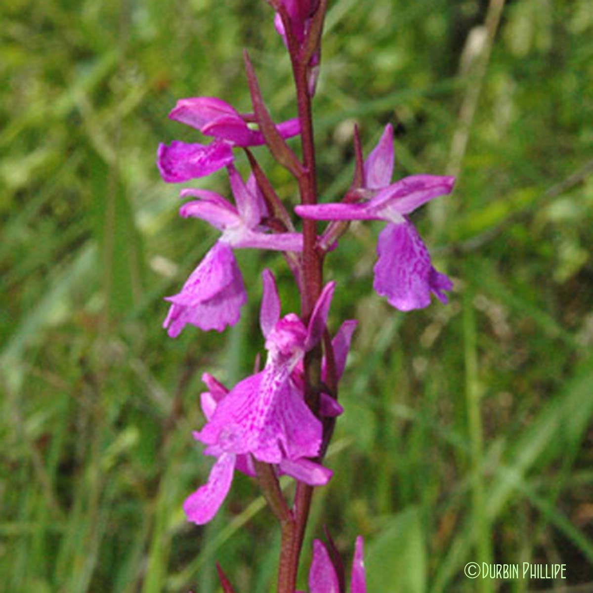 Orchis des marais - Anacamptis palustris