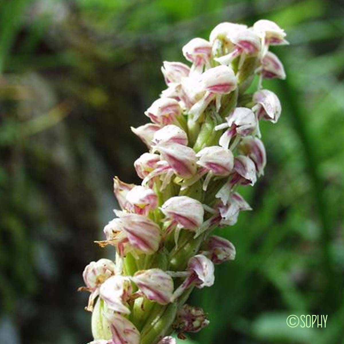 Orchis intact - Neotinea maculata