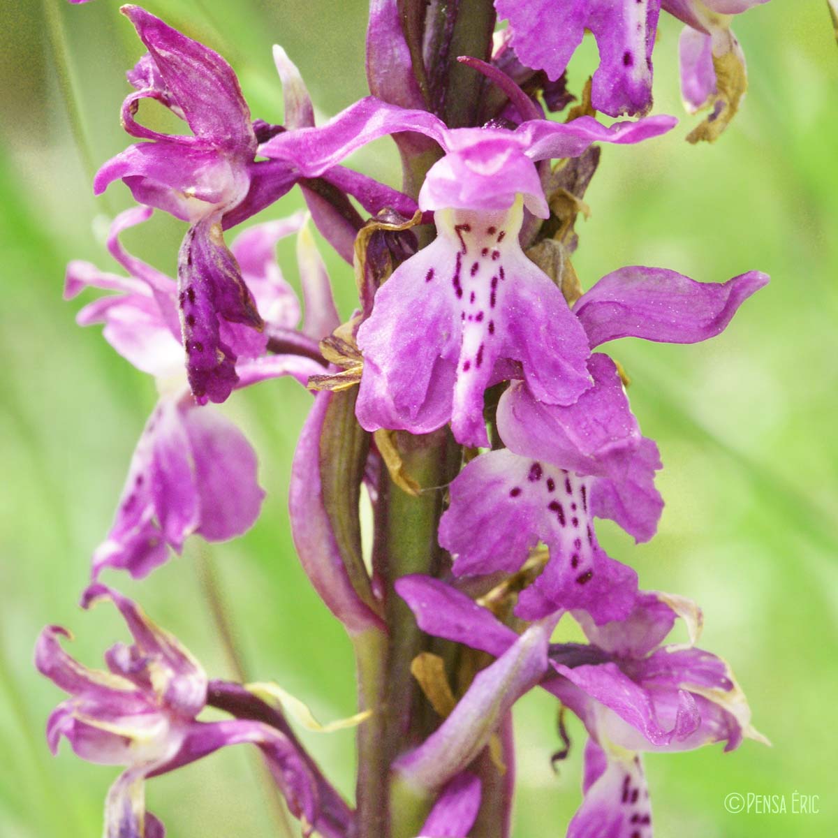 Orchis mâle - Orchis mascula subsp. mascula