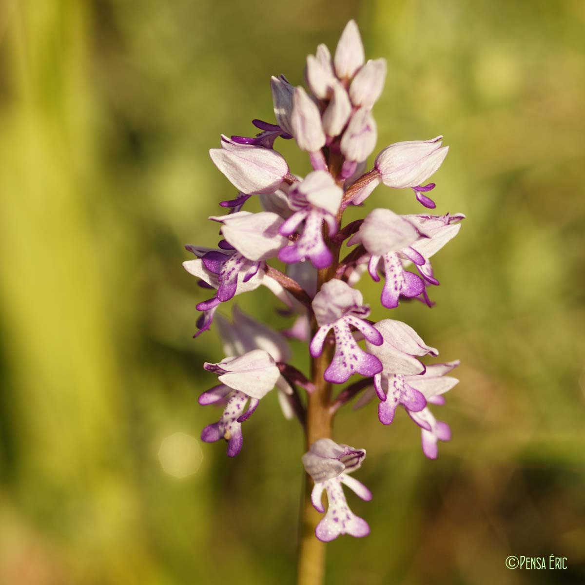 Orchis militaire - Orchis militaris