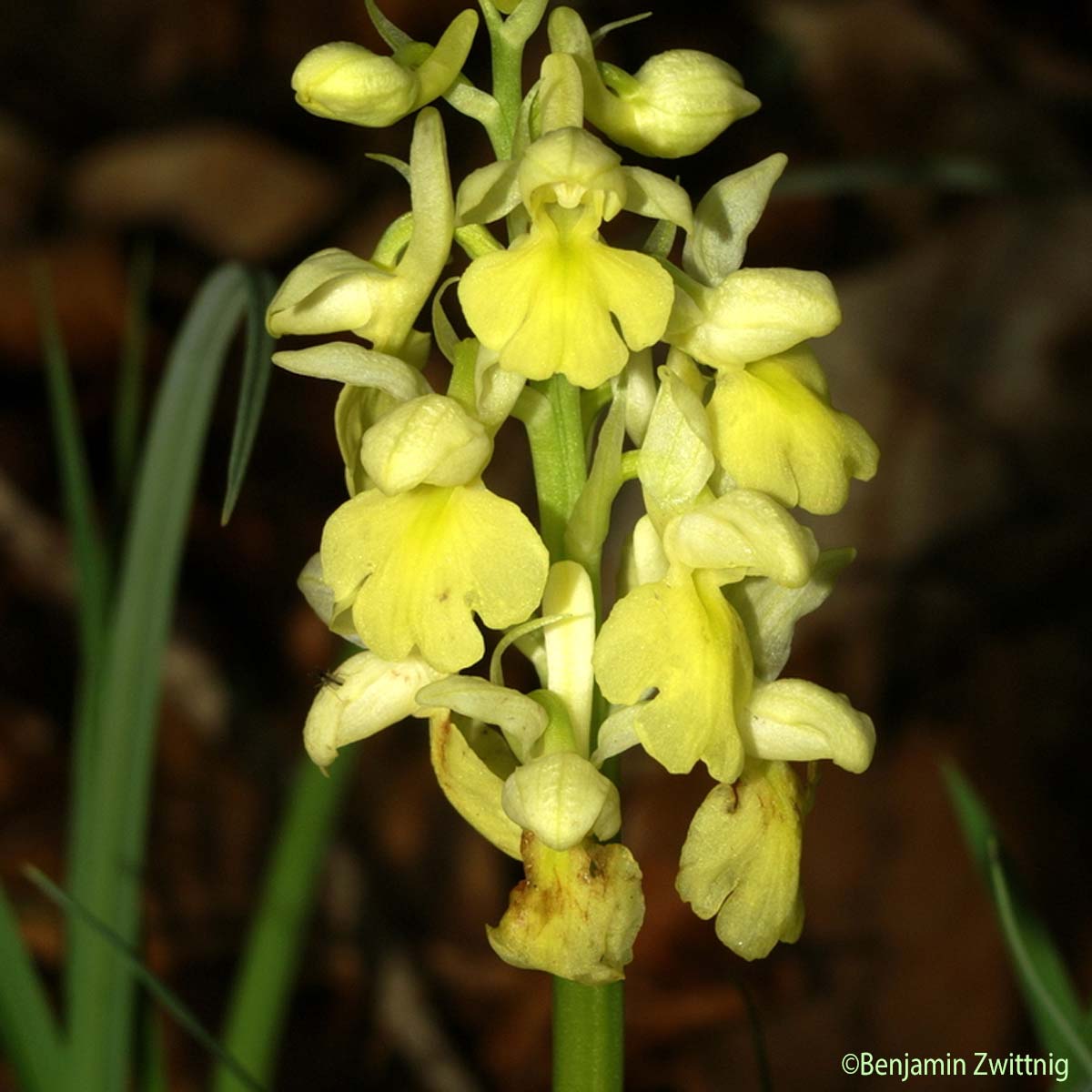 Orchis pâle - Orchis pallens