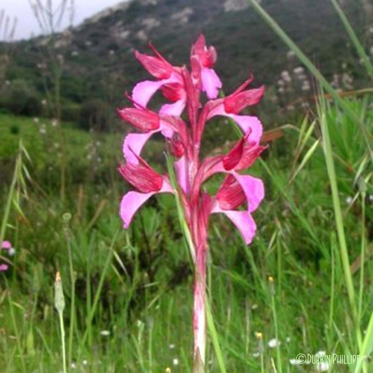 Orchis papillon - Anacamptis papilionacea