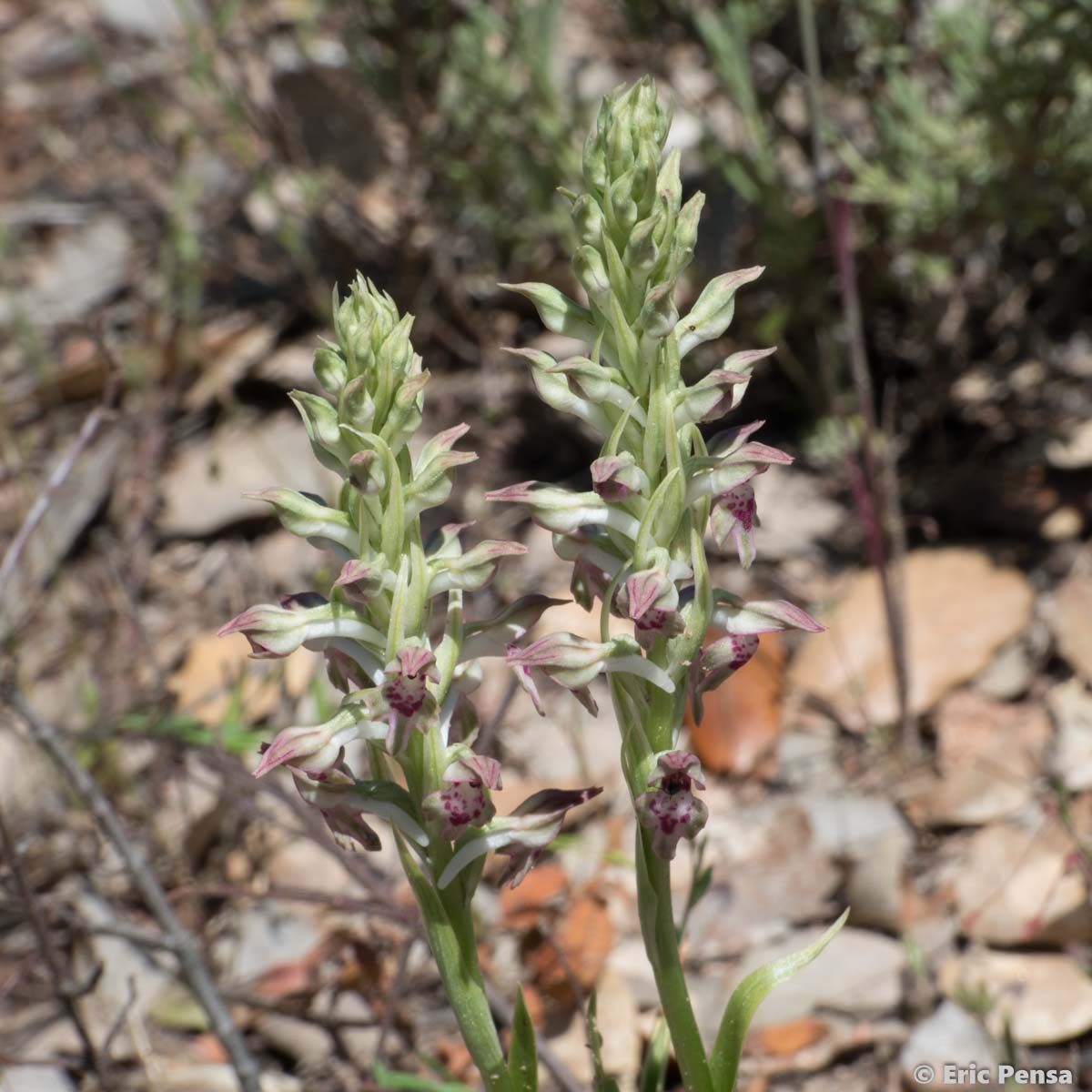 Orchis parfumé - Anacamptis fragrans