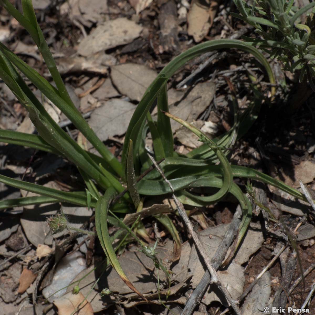 Orchis parfumé - Anacamptis fragrans