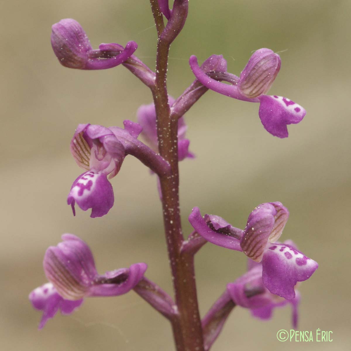 Orchis peint - Anacamptis morio subsp. picta