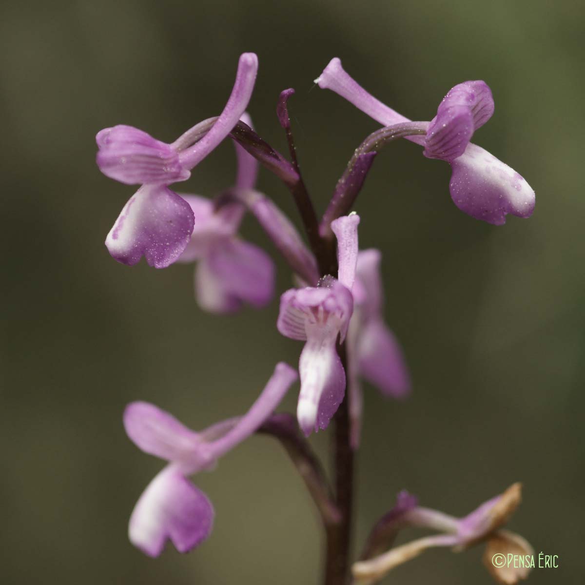 Orchis peint - Anacamptis morio subsp. picta