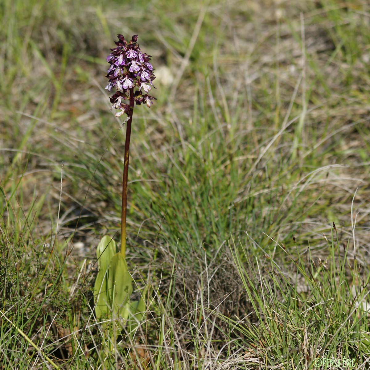 Orchis pourpre - Orchis purpurea