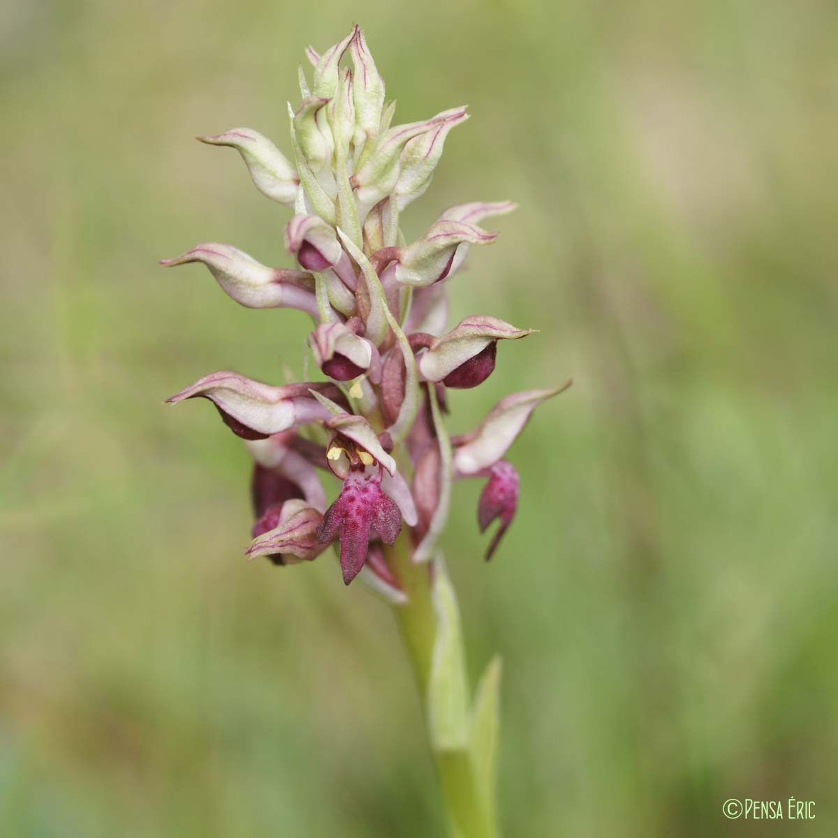 Orchis punaise - Anacamptis coriophora subsp. coriophora