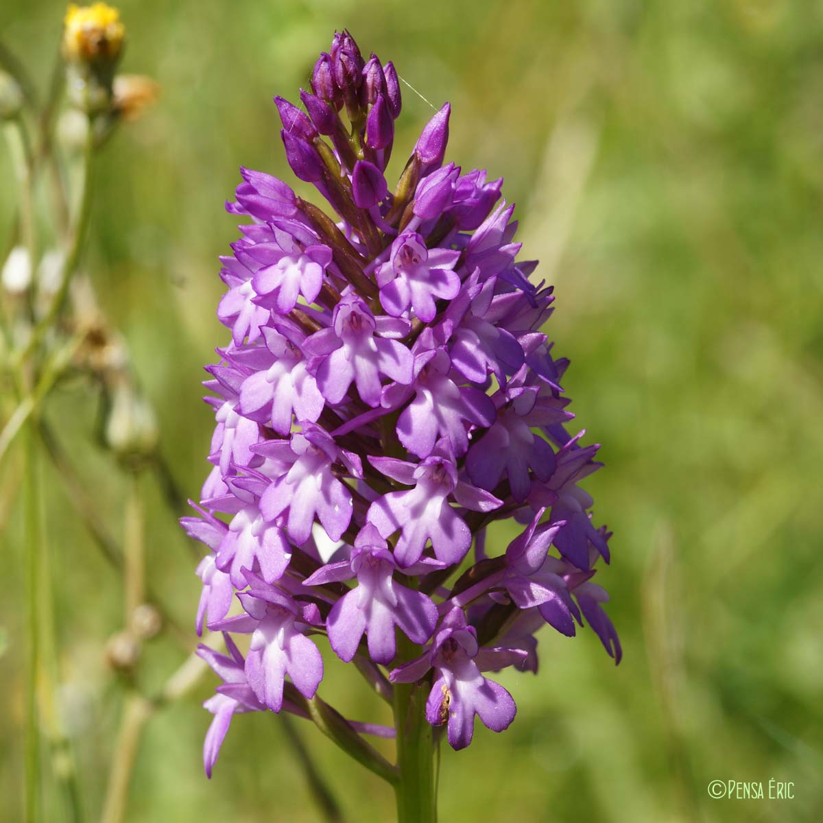 Orchis pyramidal - Anacamptis pyramidalis var. pyramidalis