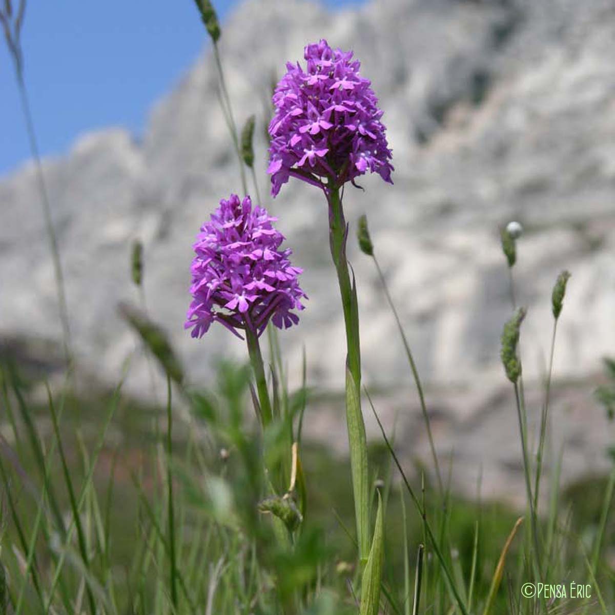 Orchis pyramidal - Anacamptis pyramidalis var. pyramidalis