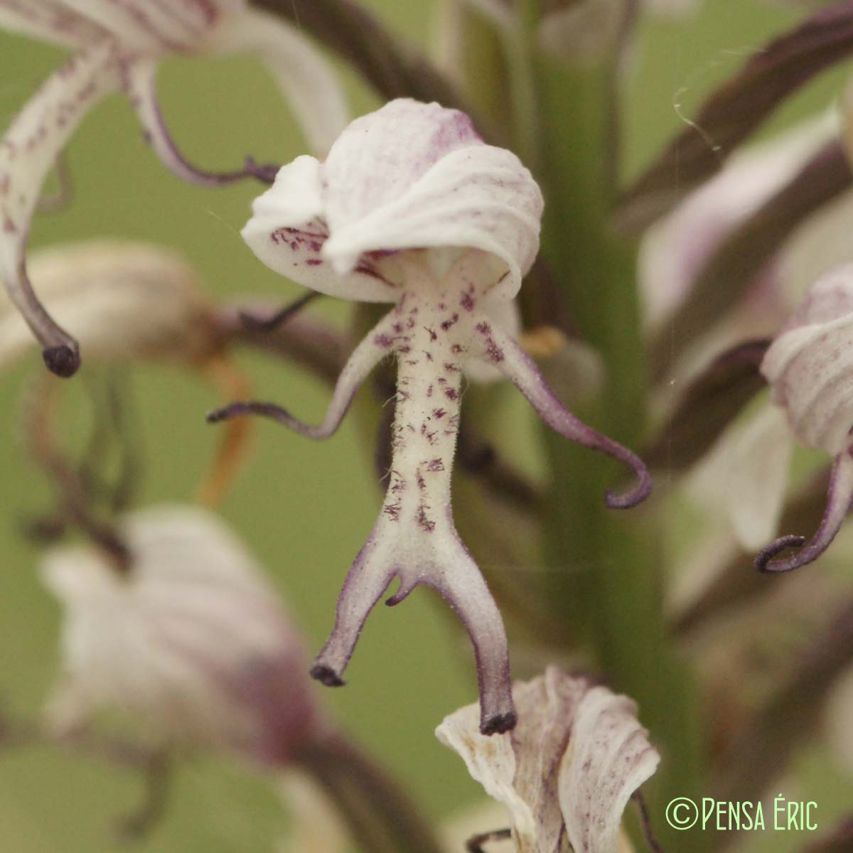 Orchis singe - Orchis simia