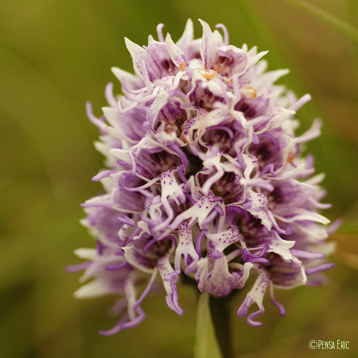 Orchis singe - Orchis simia